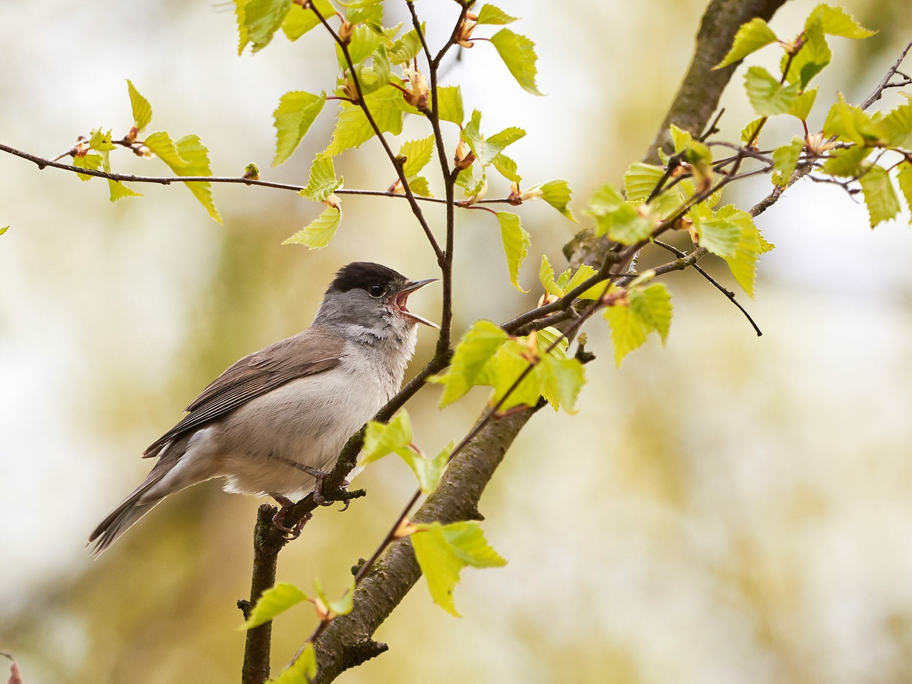 Blackcap
