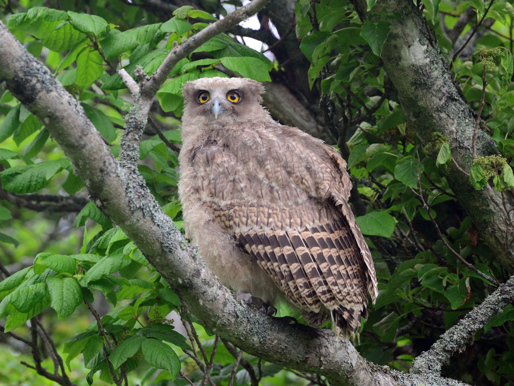 Blakiston's Fish-Owl