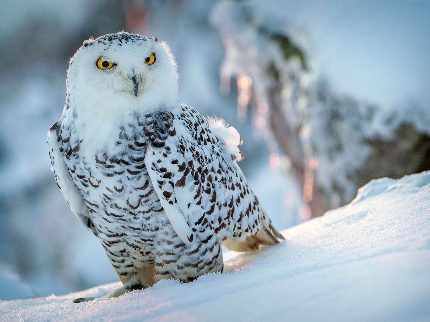 Blood and Immune System of Birds