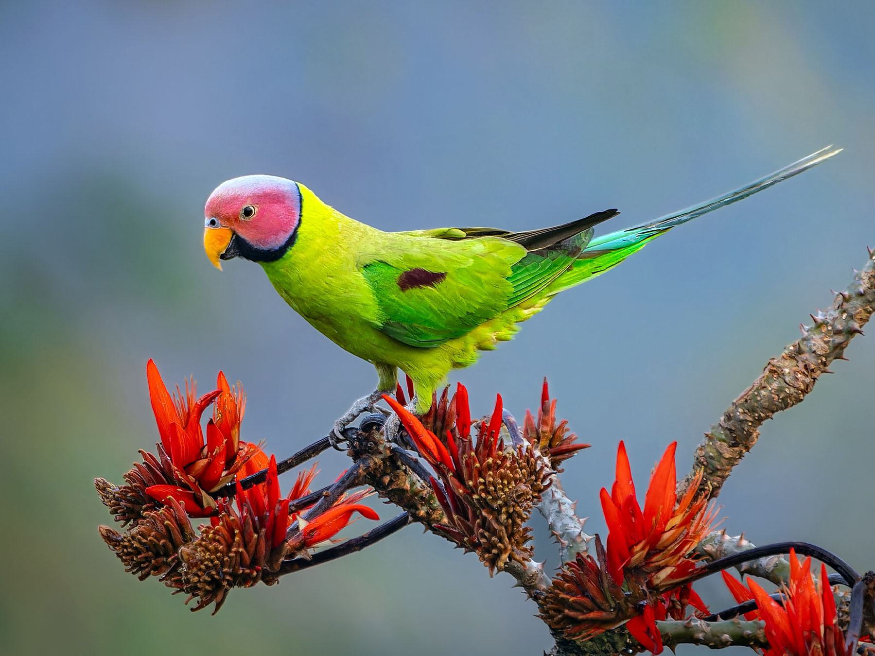 Blossom-headed Parakeet