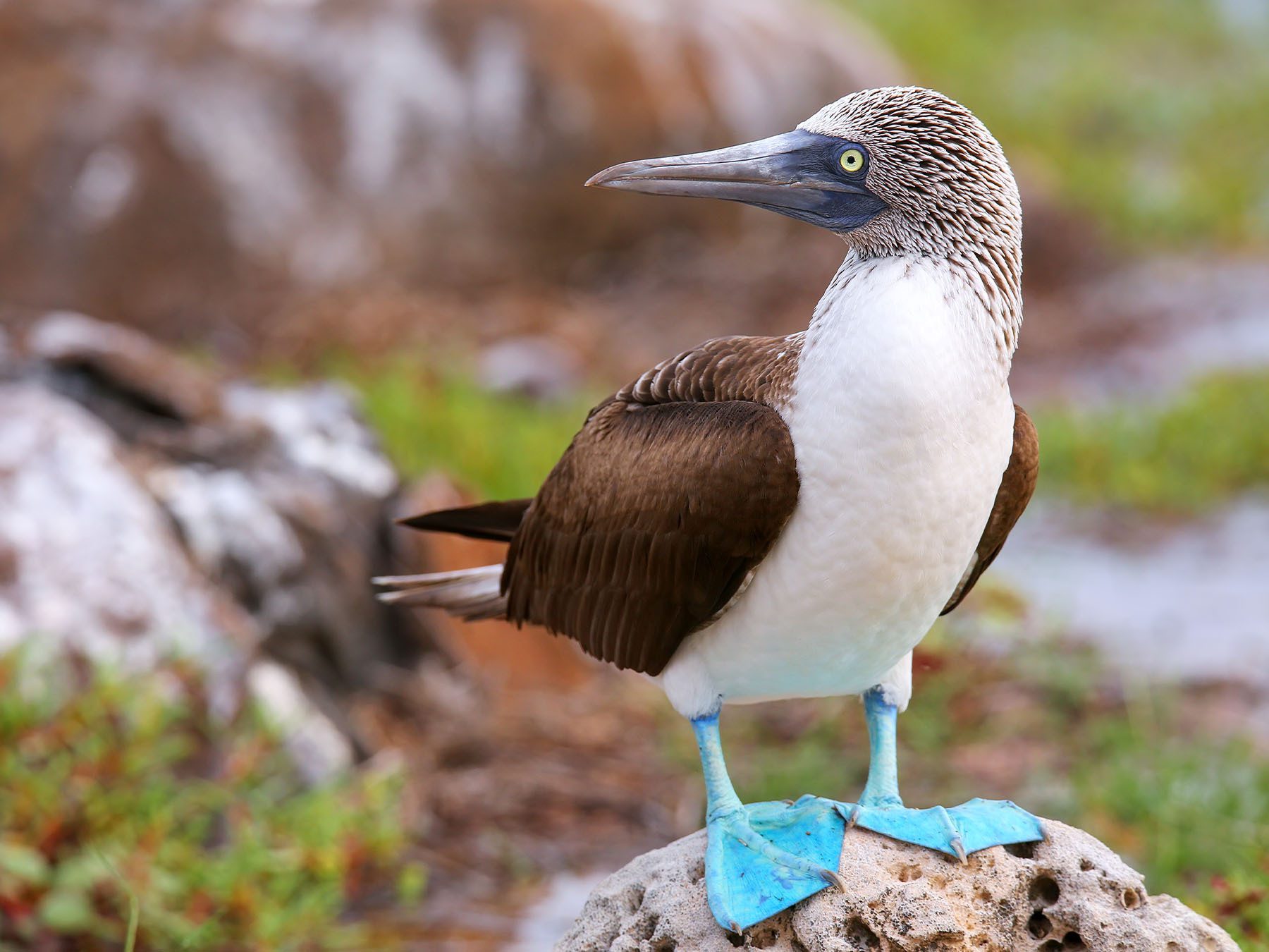 Blue-footed Booby