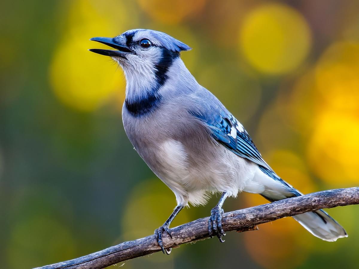 Blue Jay Symbolism: Unpacking the Legends and Lore of This Bold Bird