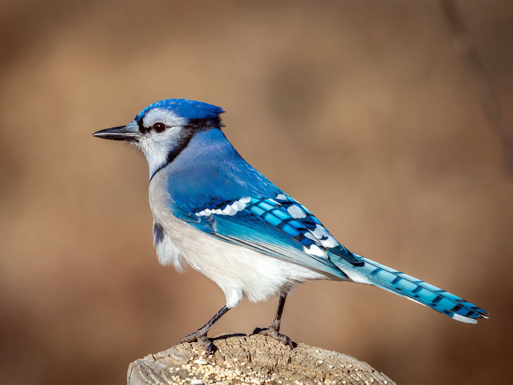 Blue Jay