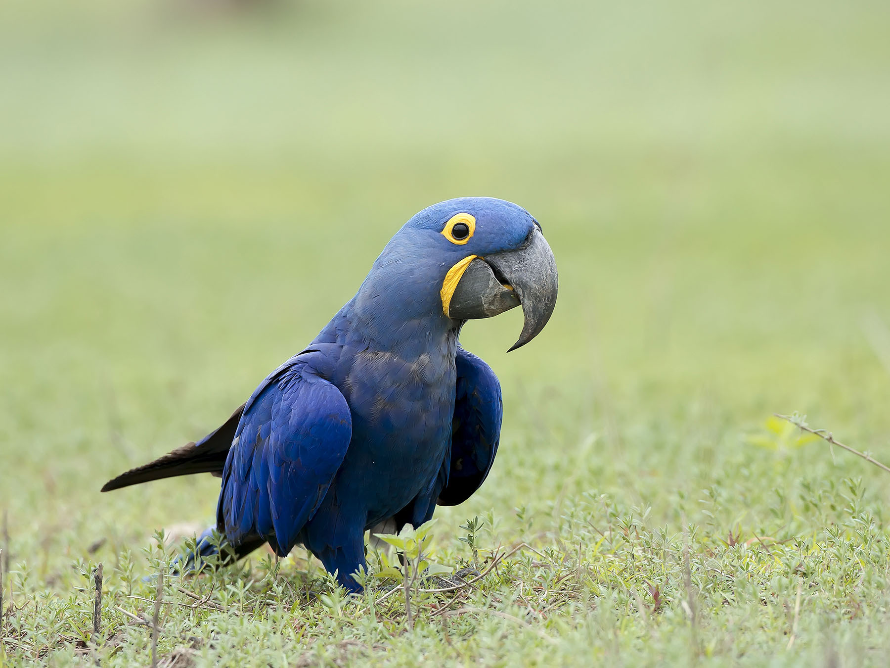 Did The Blue Macaw Go Extinct – Spix’s Macaw: Back From Extinction ...