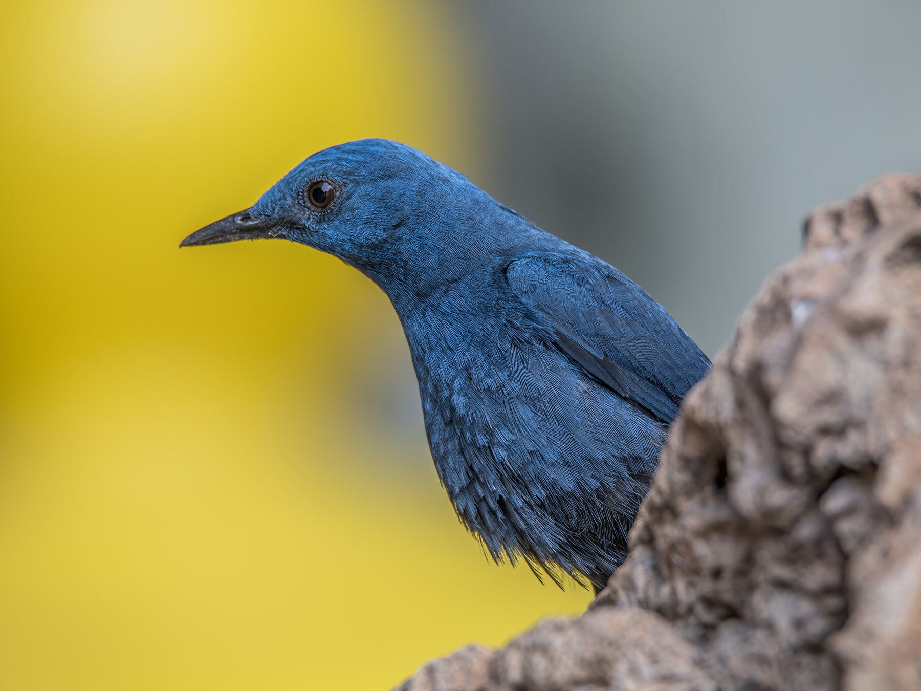 Blue Rock-thrush