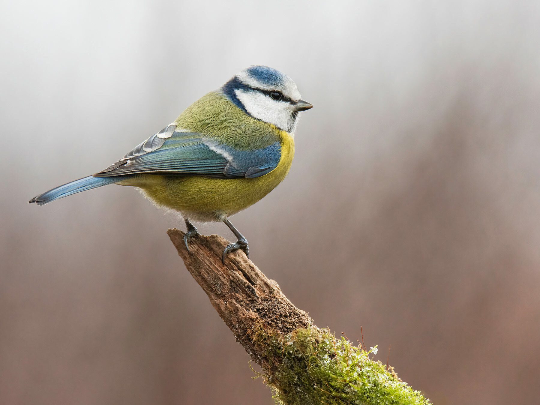 Blue Tit