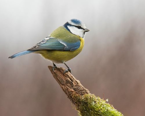 Blue Tit