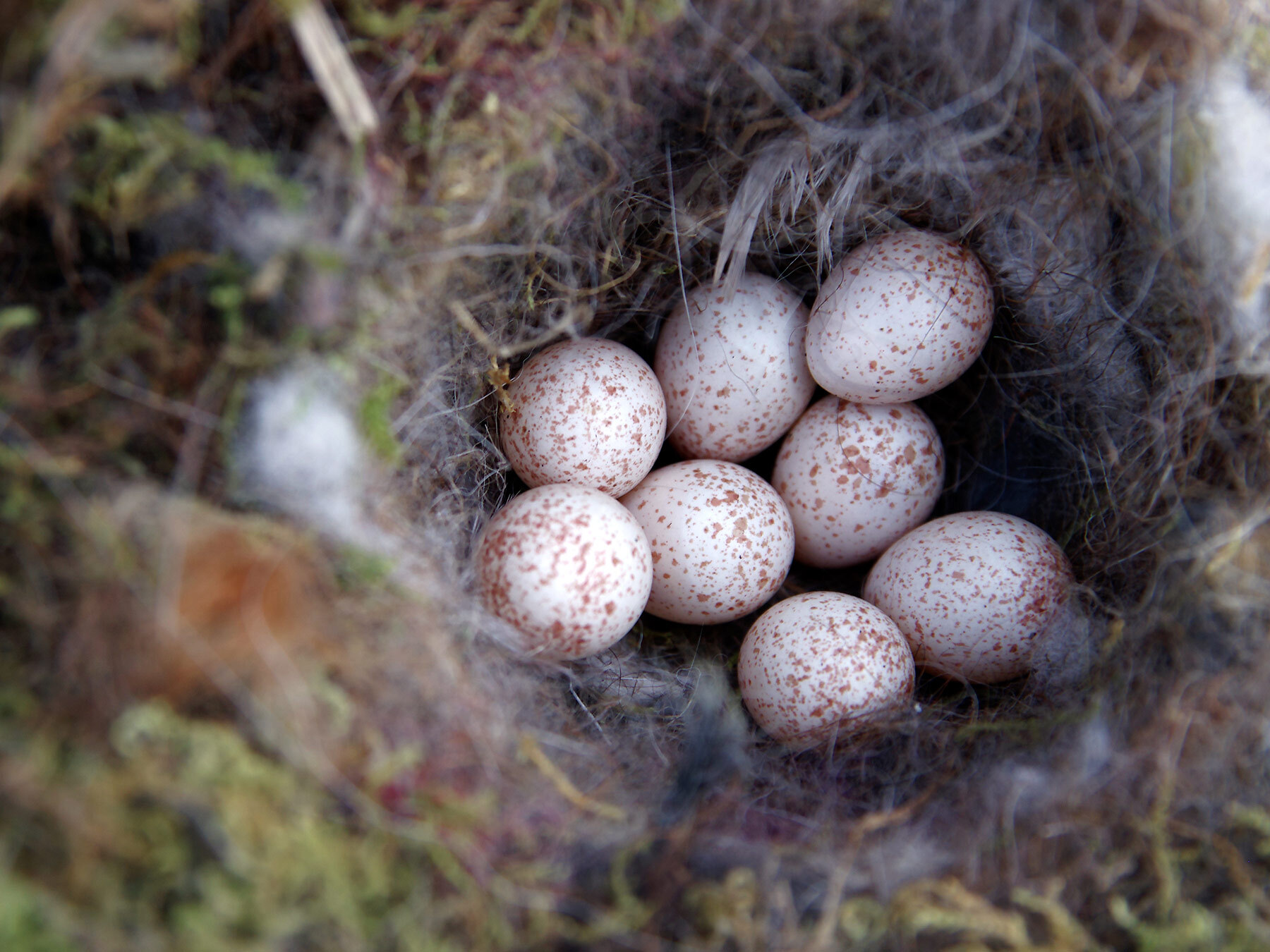 Blue Tit Nesting: A Complete Guide | Birdfact
