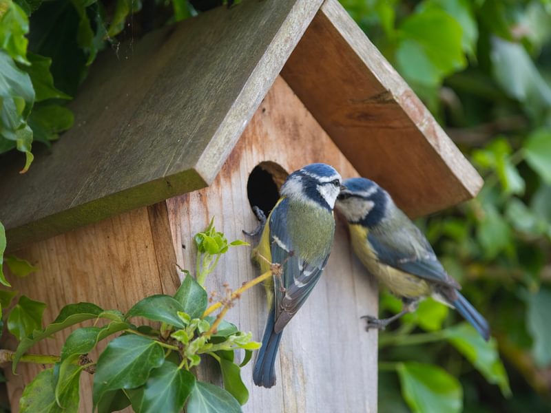 Blue Tit Nesting A Complete Guide Birdfact Blue Tit Nesting A Complete Guide Birdfact