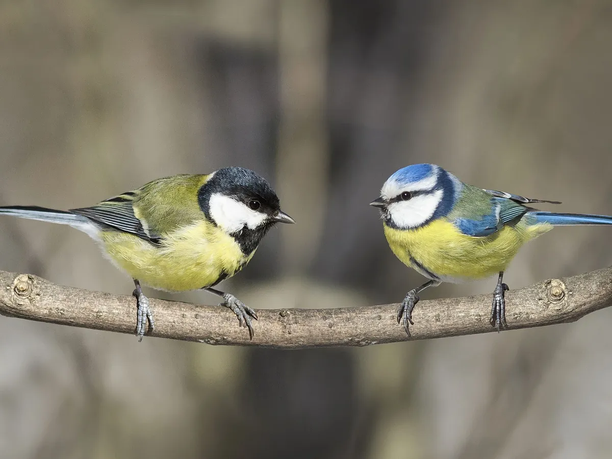 Blue Tit or Great Tit: What Are The Differences?