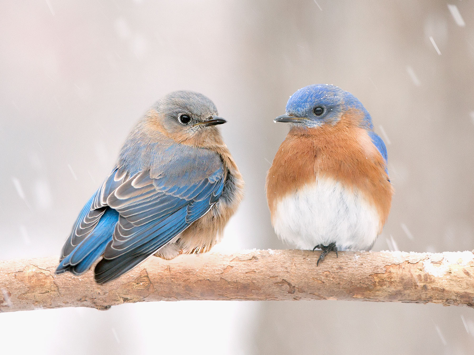 Bluebird Symbolism Unveiling the Secrets of These Beloved… Birdfact