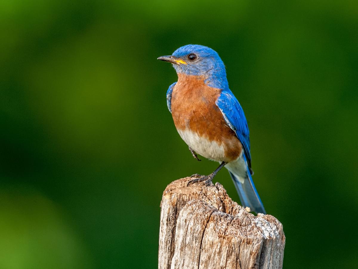 Bluebird Symbolism: Unveiling the Secrets of These Beloved Birds