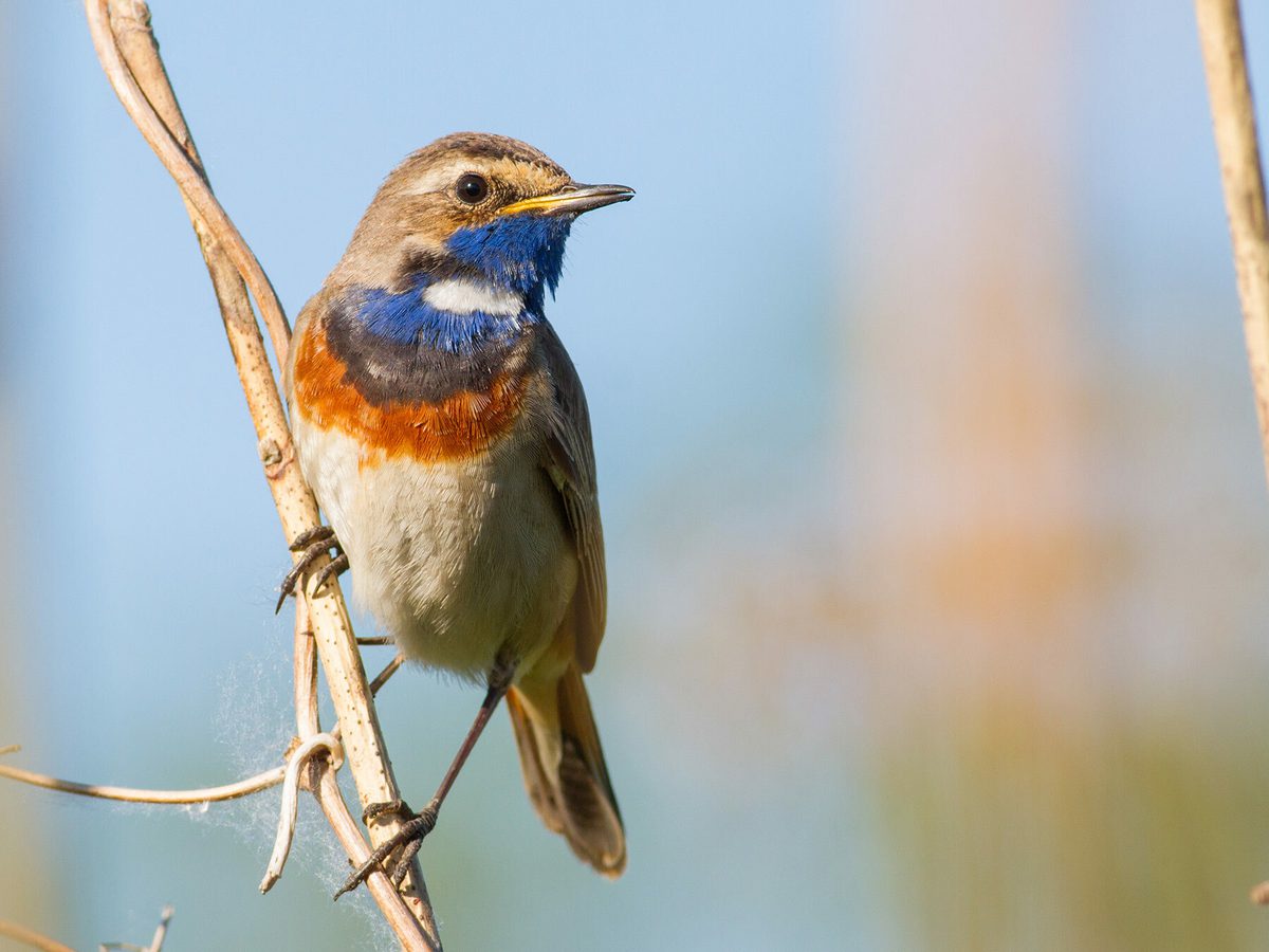 Bluethroat Bird Facts (Luscinia svecica) | Birdfact