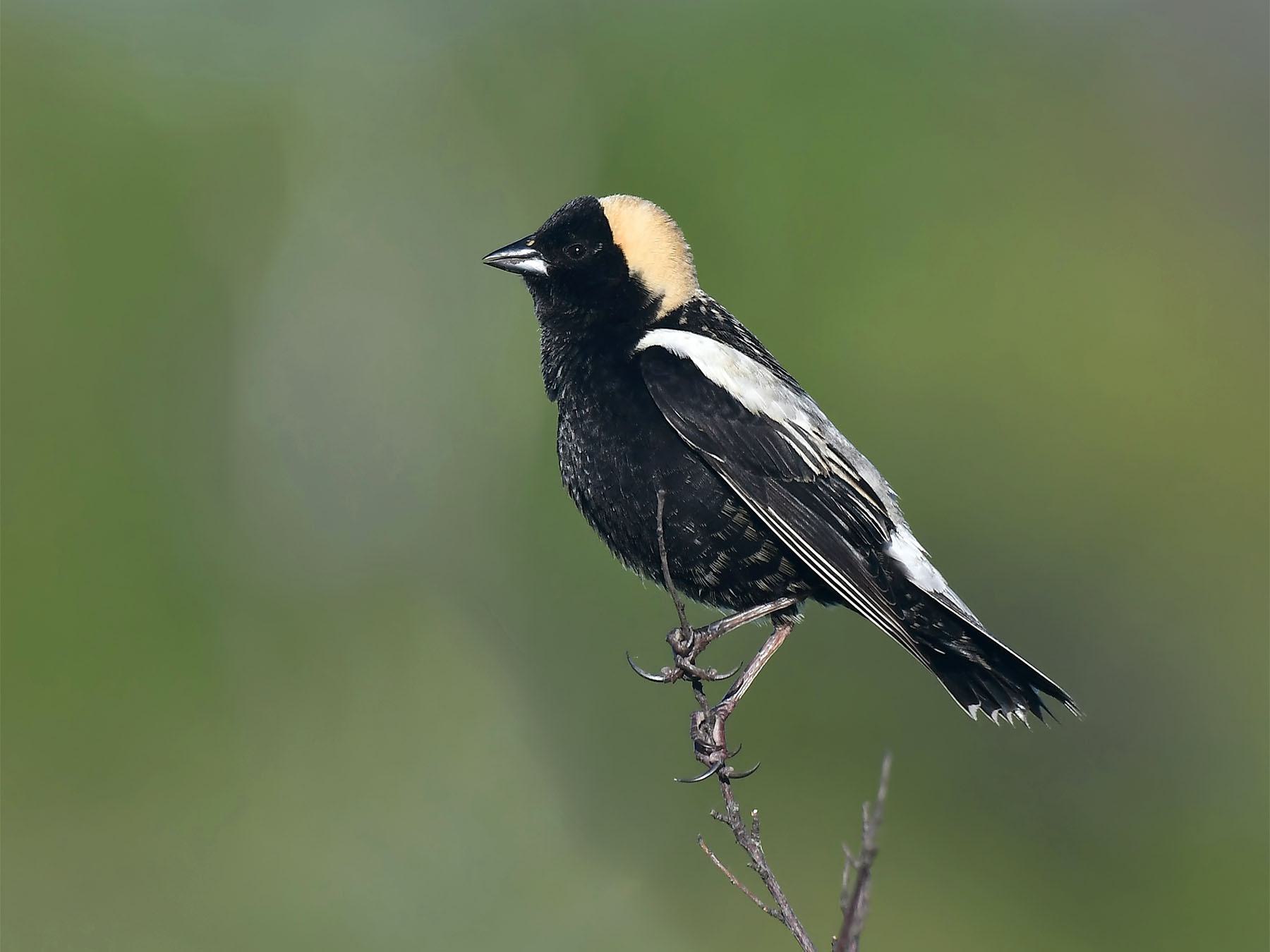 Bobolink