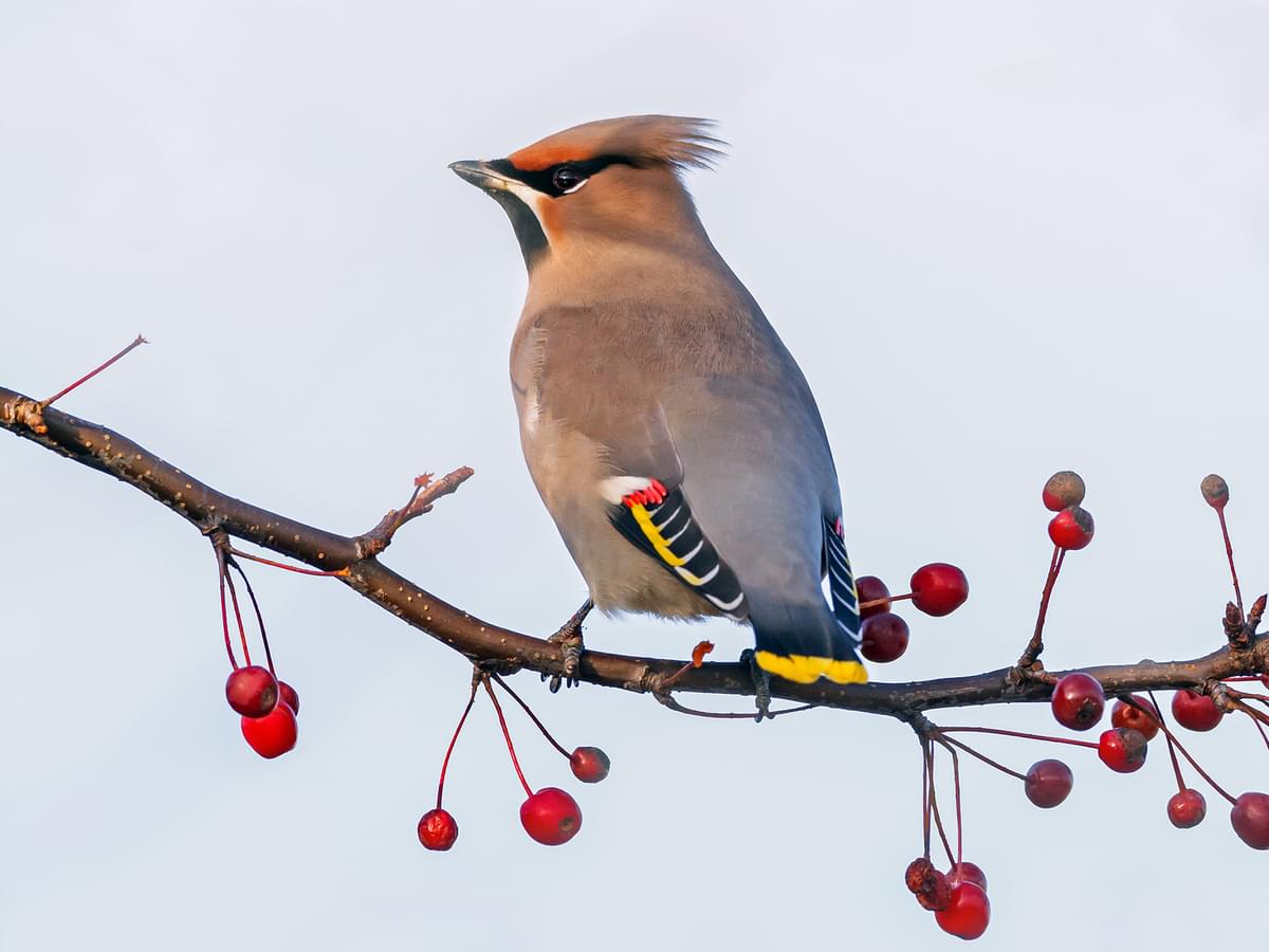 Bohemian Waxwing sitting on the branch of a berry tree