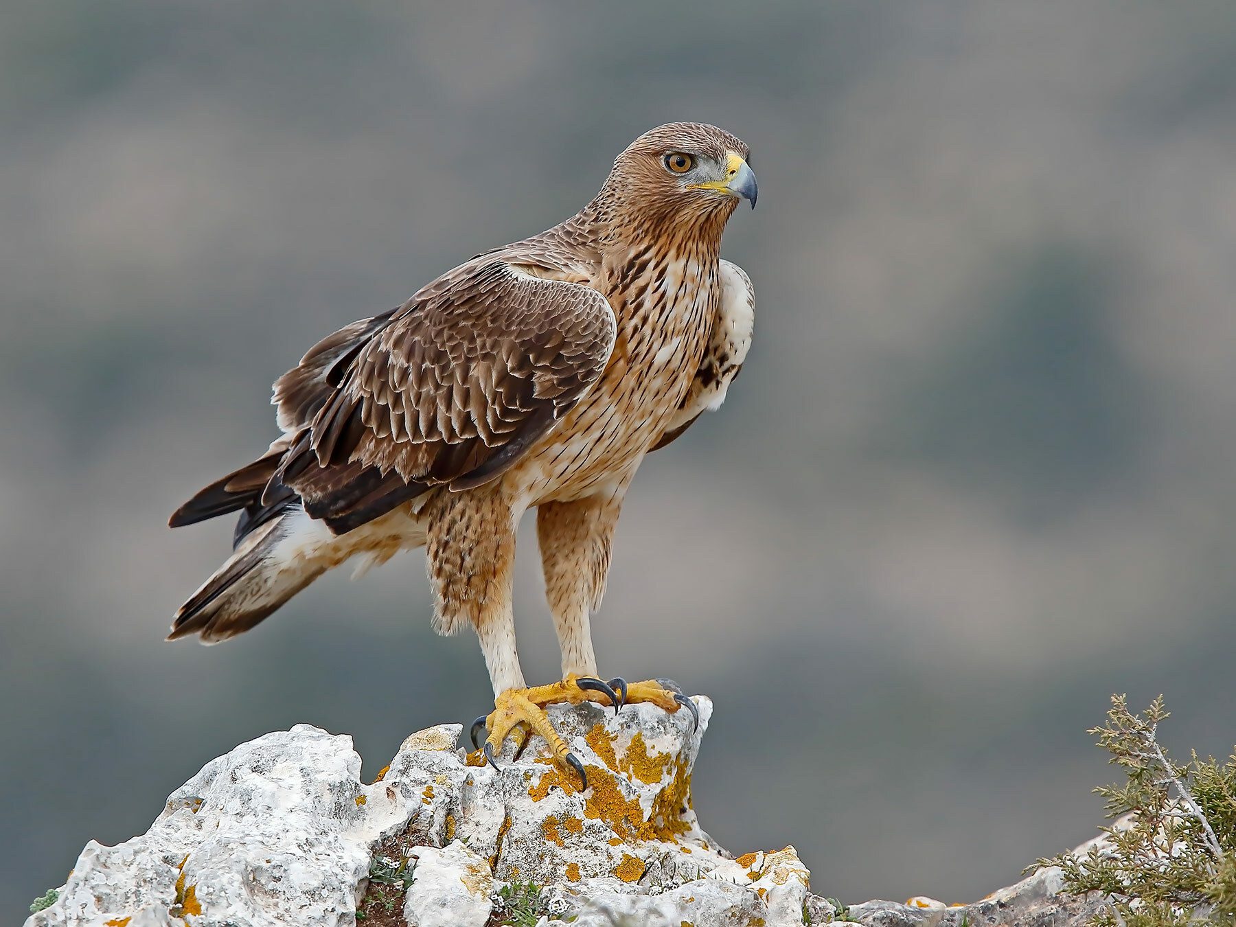 Bonelli's Eagle