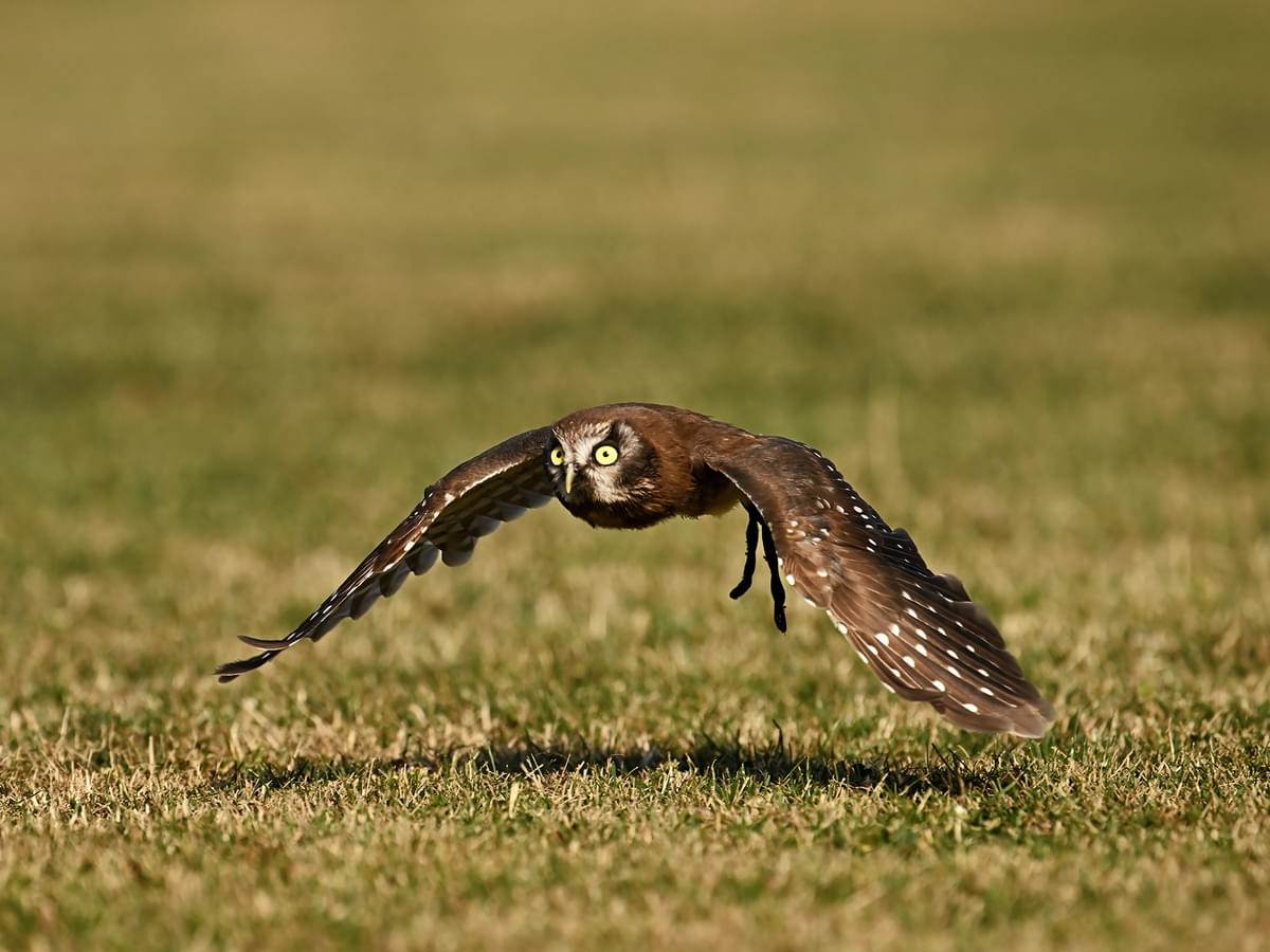 Boreal Owl flying low to the ground