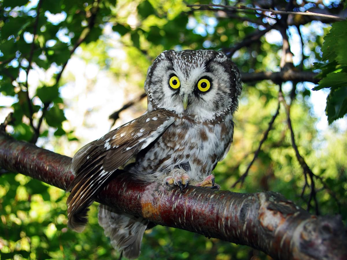 Boreal Owl perched in forest habitat