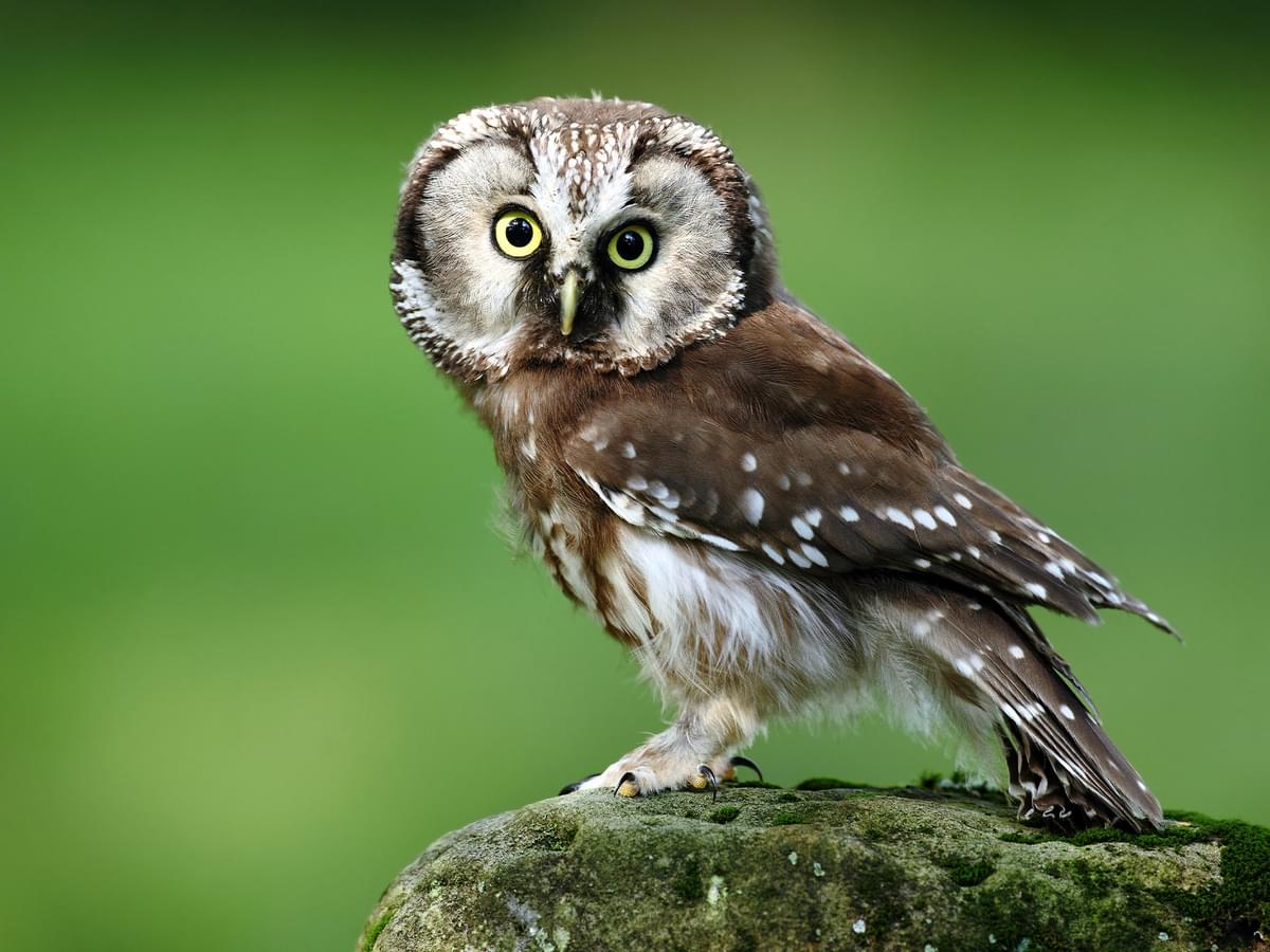 Boreal Owl