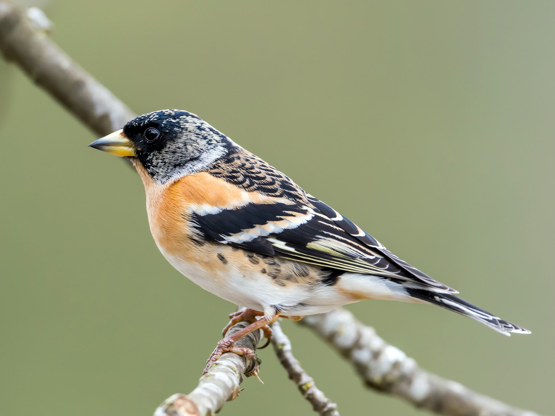 Brambling