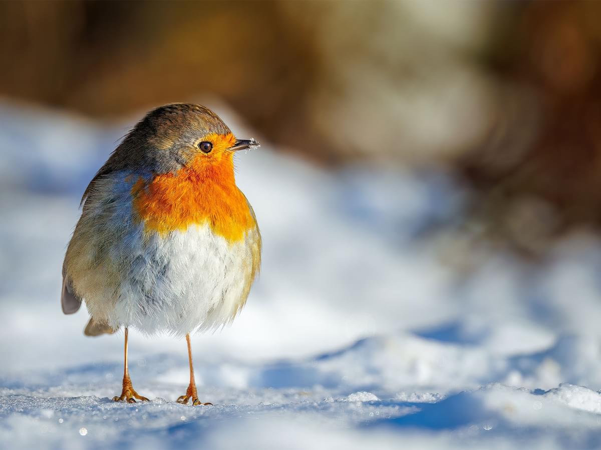 Braving the Chill: Strategies for Winter Survival in Birds