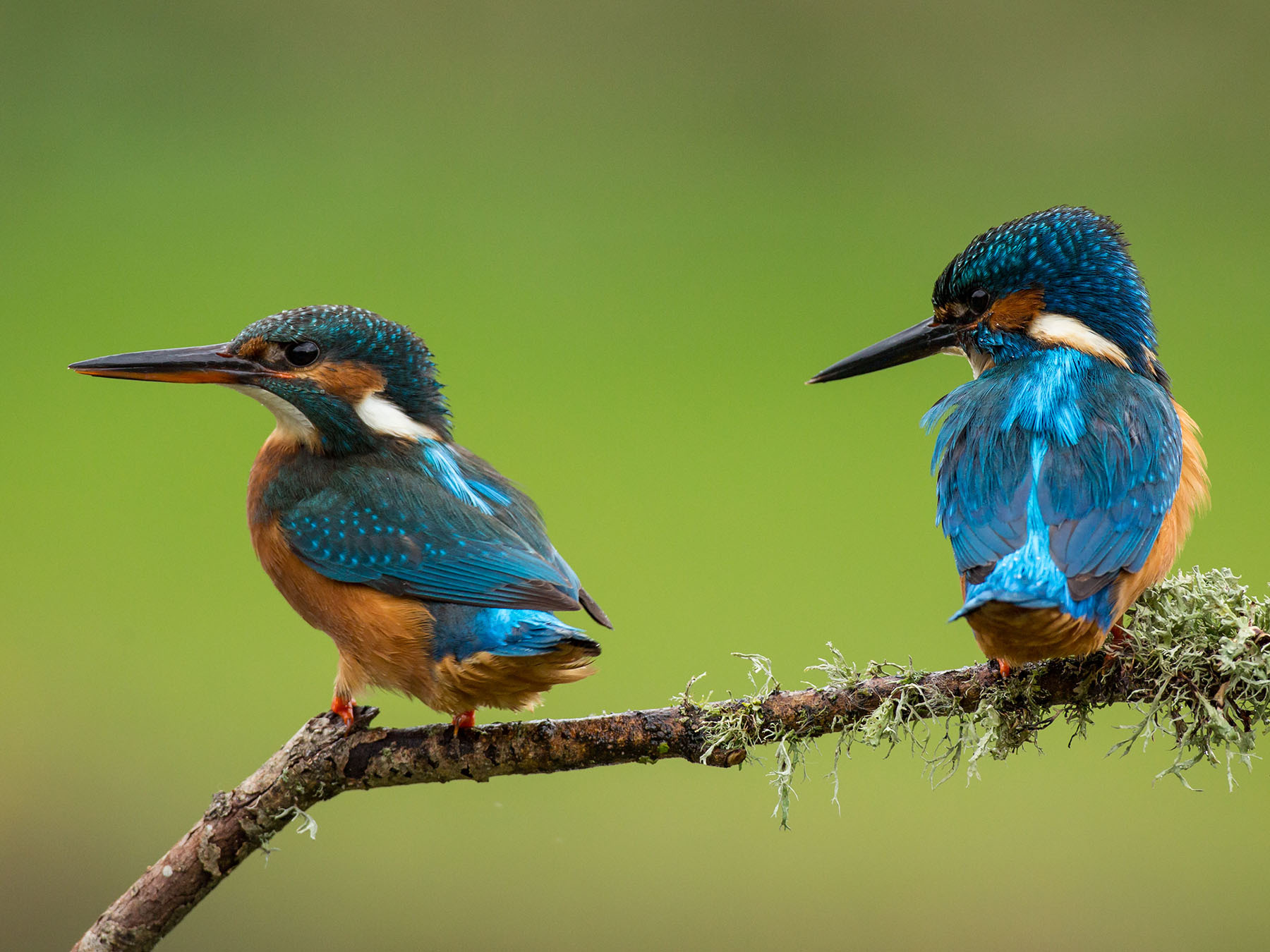Kingfisher Bird Facts (Alcedo atthis) Birdfact