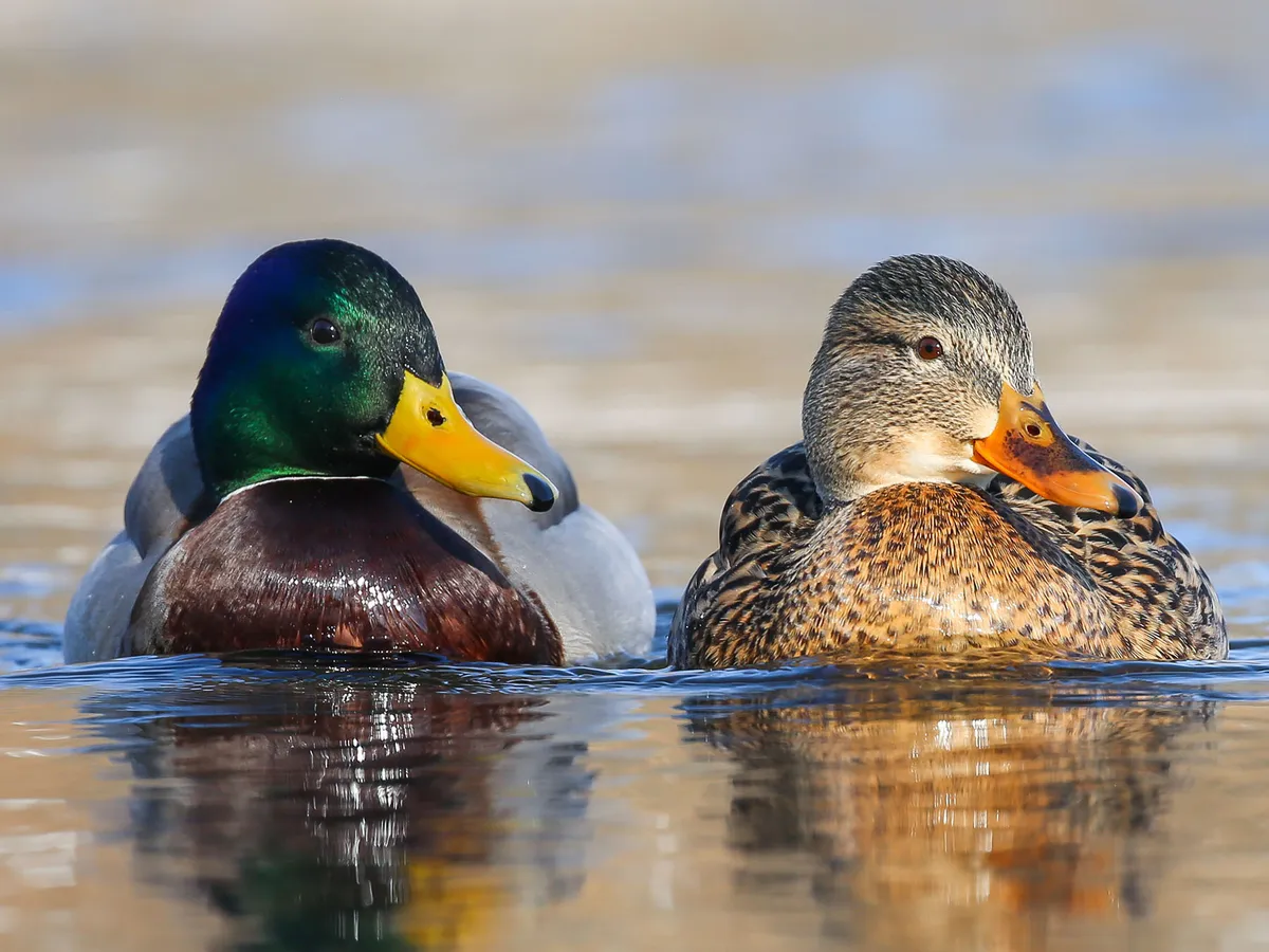 Mallard Nesting (Behavior, Eggs + Location) | Birdfact