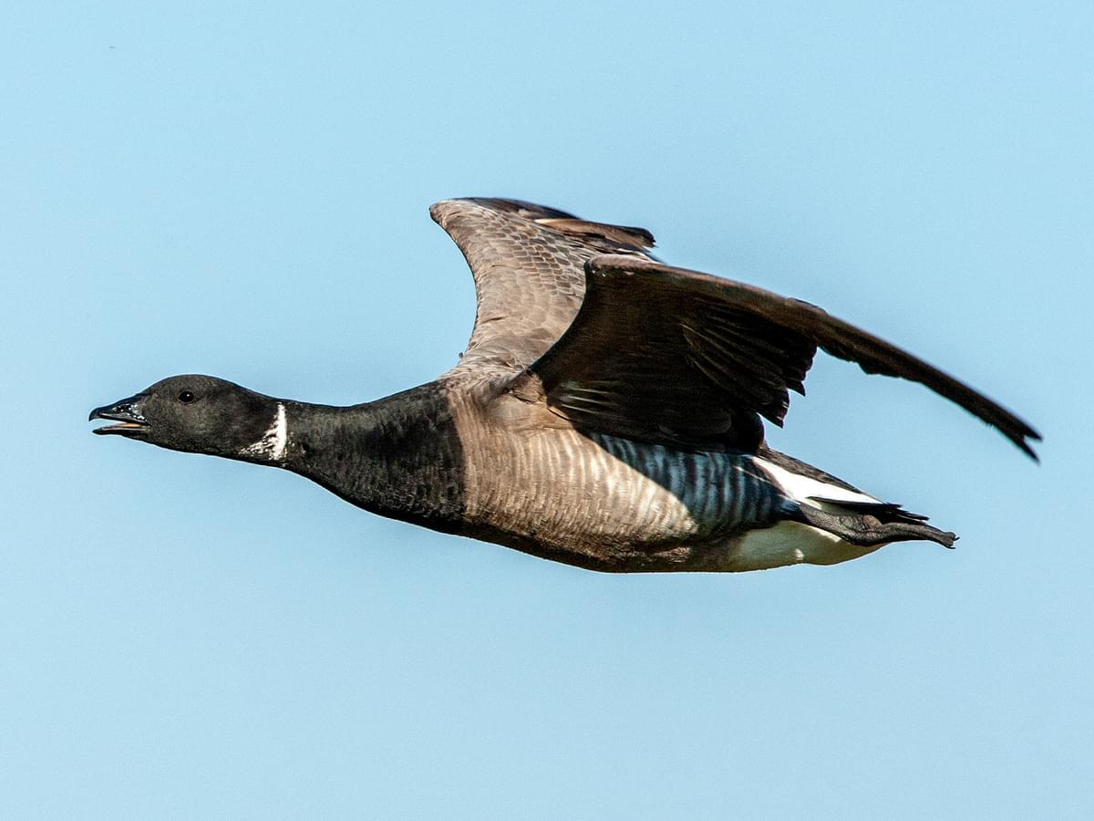 Brent Goose in-flight
