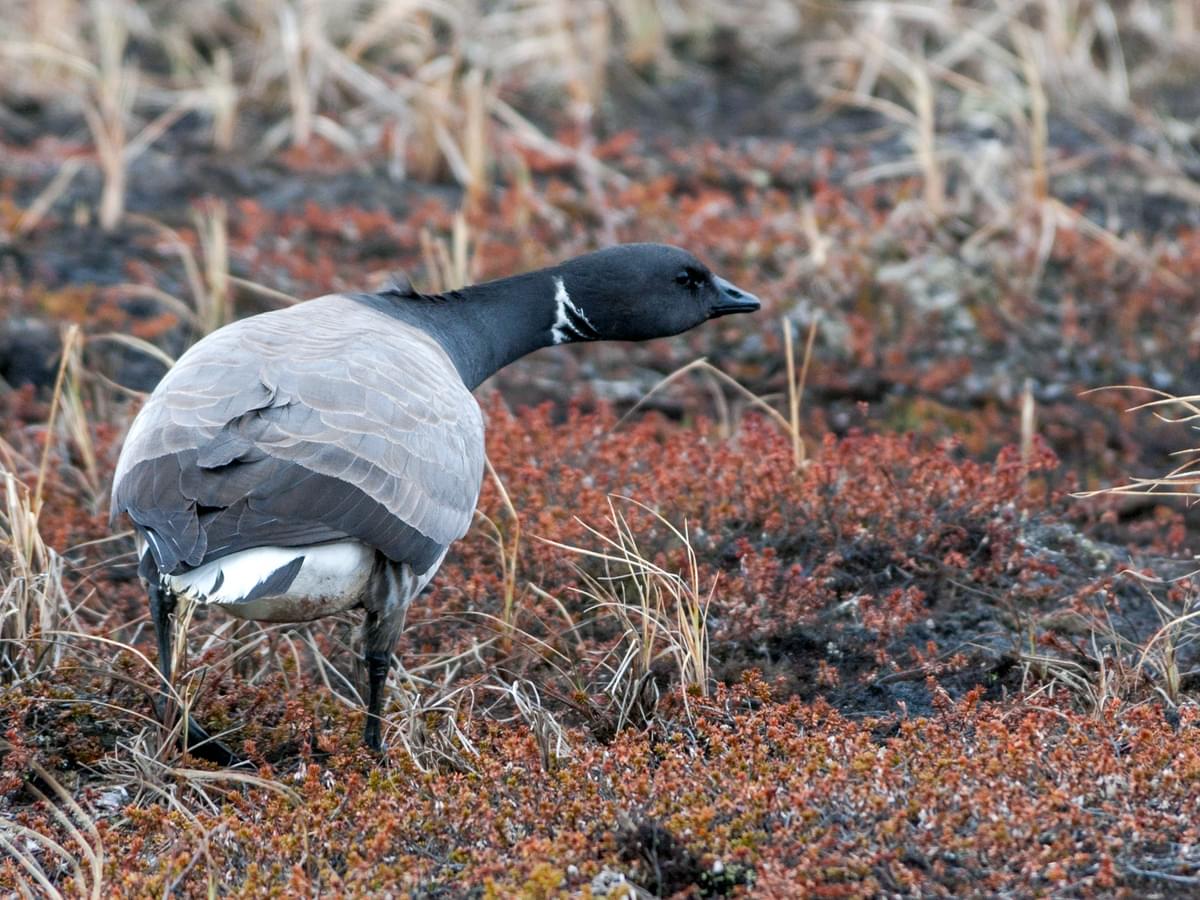 Brent Goose foraging in natural habitat