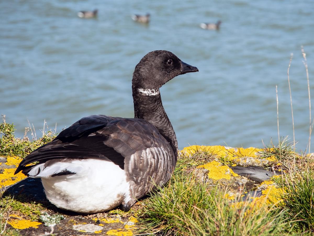 Brent Goose resting overlooking the sea