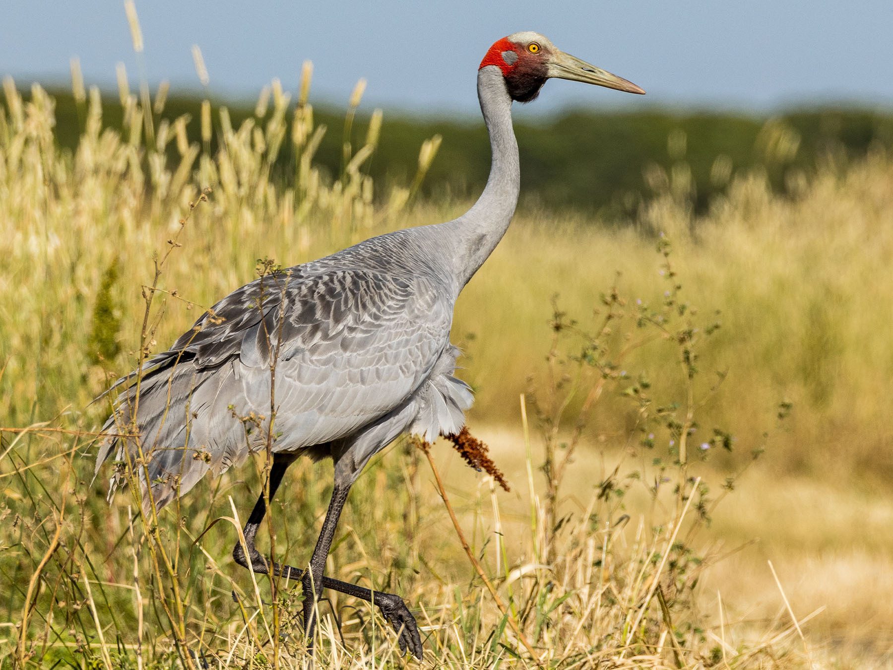 Brolga