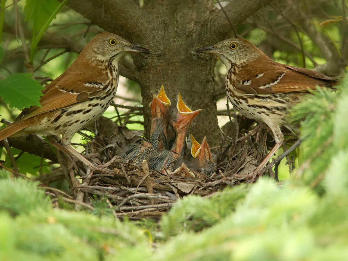 Brown Thrasher Nesting (Behavior, Eggs, Location)