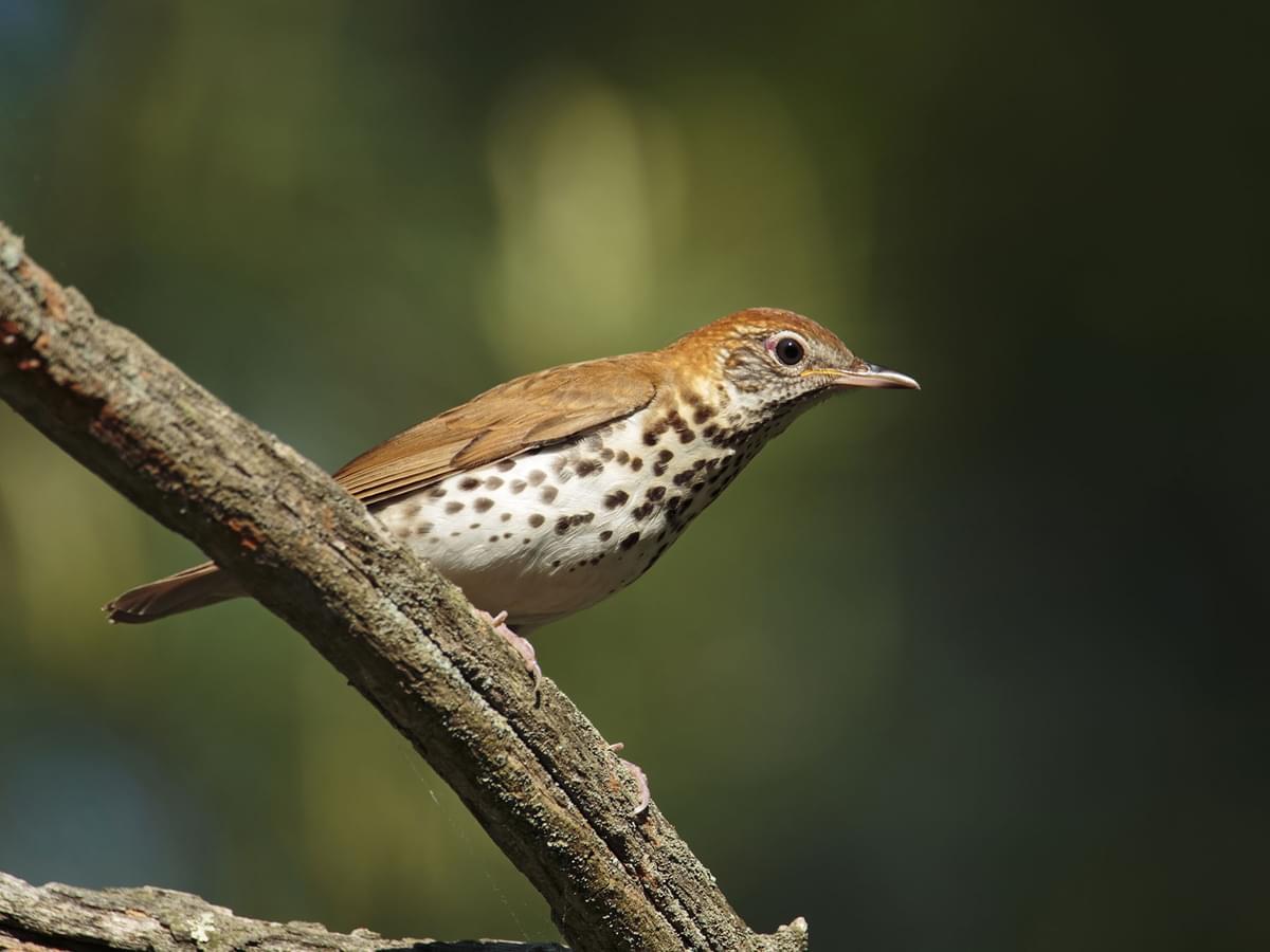 Brown Thrasher or Wood Thrush: What Are The Differences?
