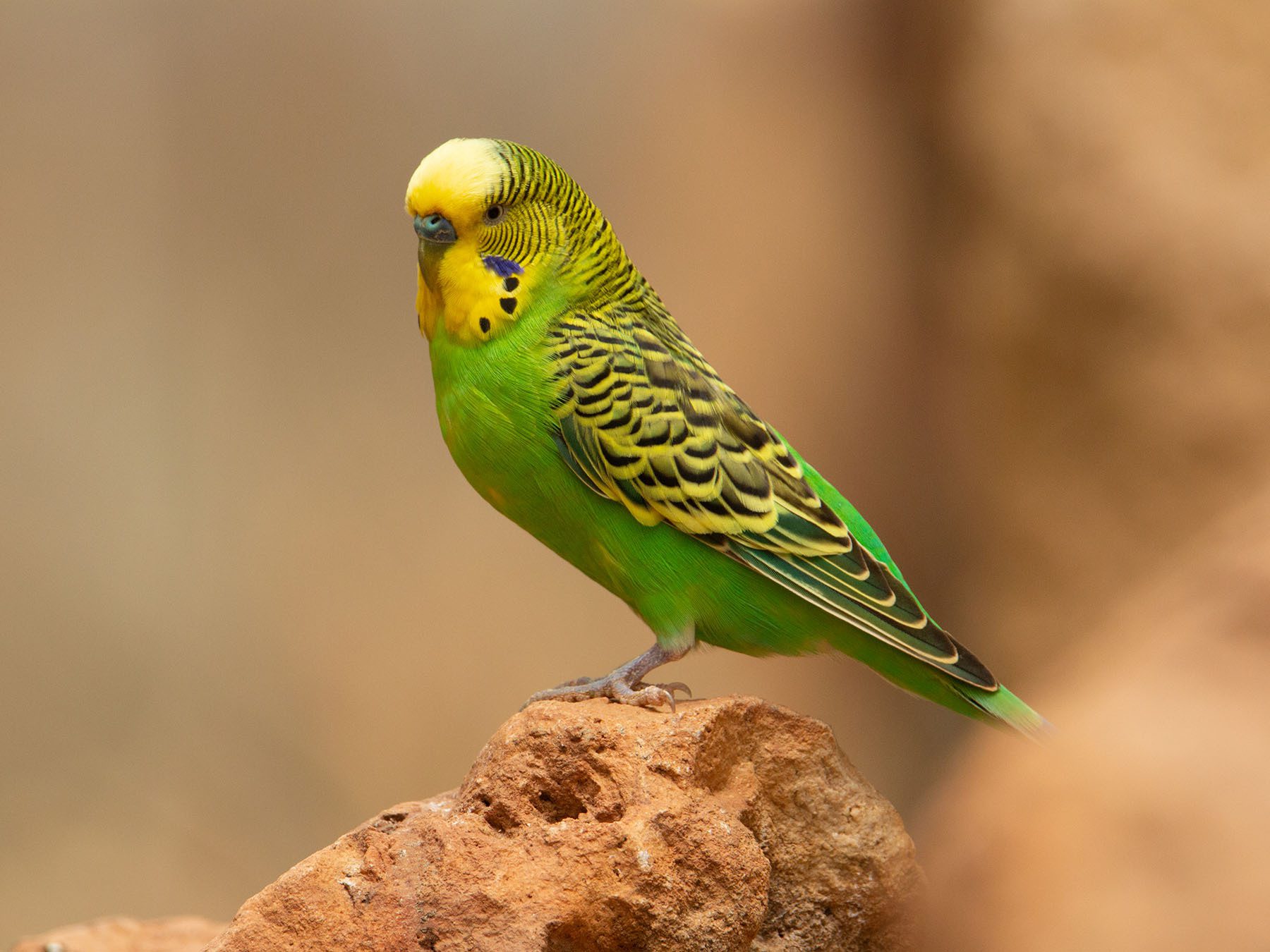 Budgerigar