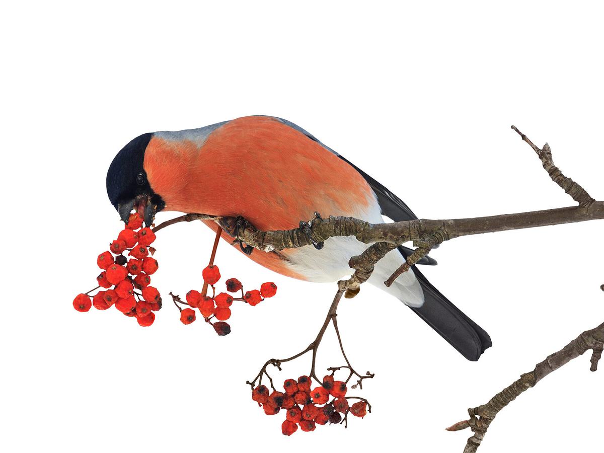 Common Bullfinch, or Eurasian Bullfinch, eating red berries from a tree