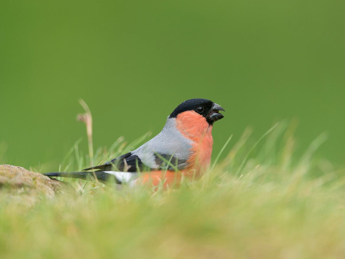 Bullfinch foraging on the ground for food