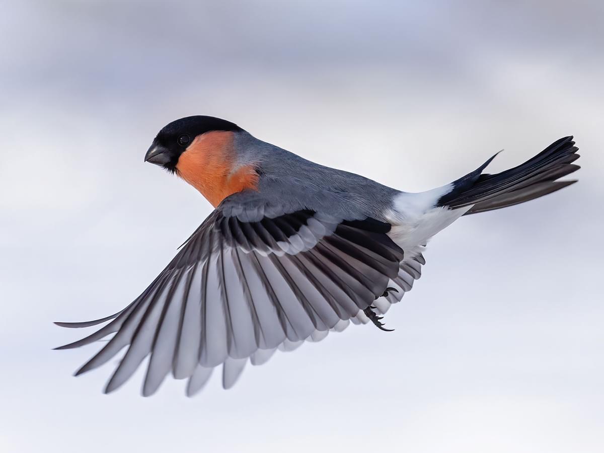 Bullfinch (male) in flight