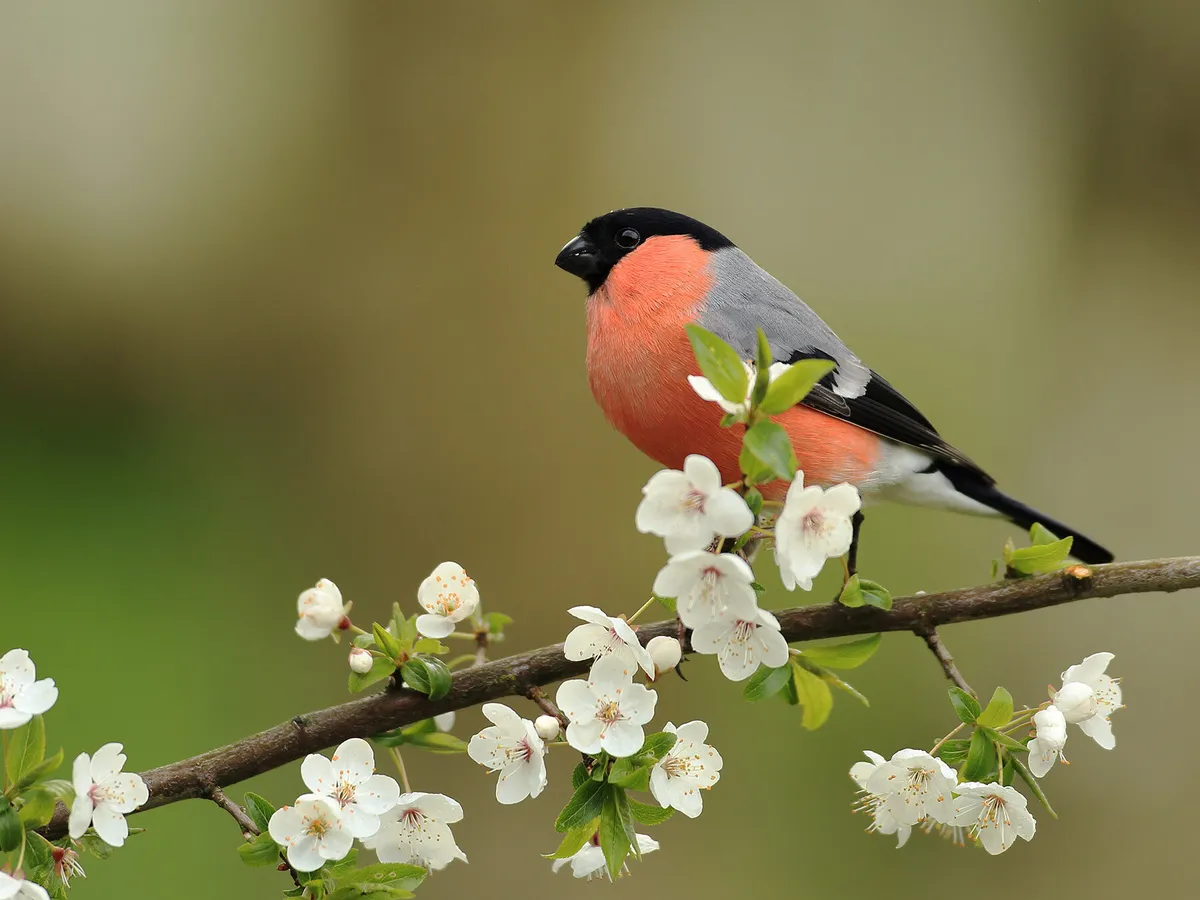 Eurasian Bullfinch or Common Chaffinch: How to Tell the Difference?