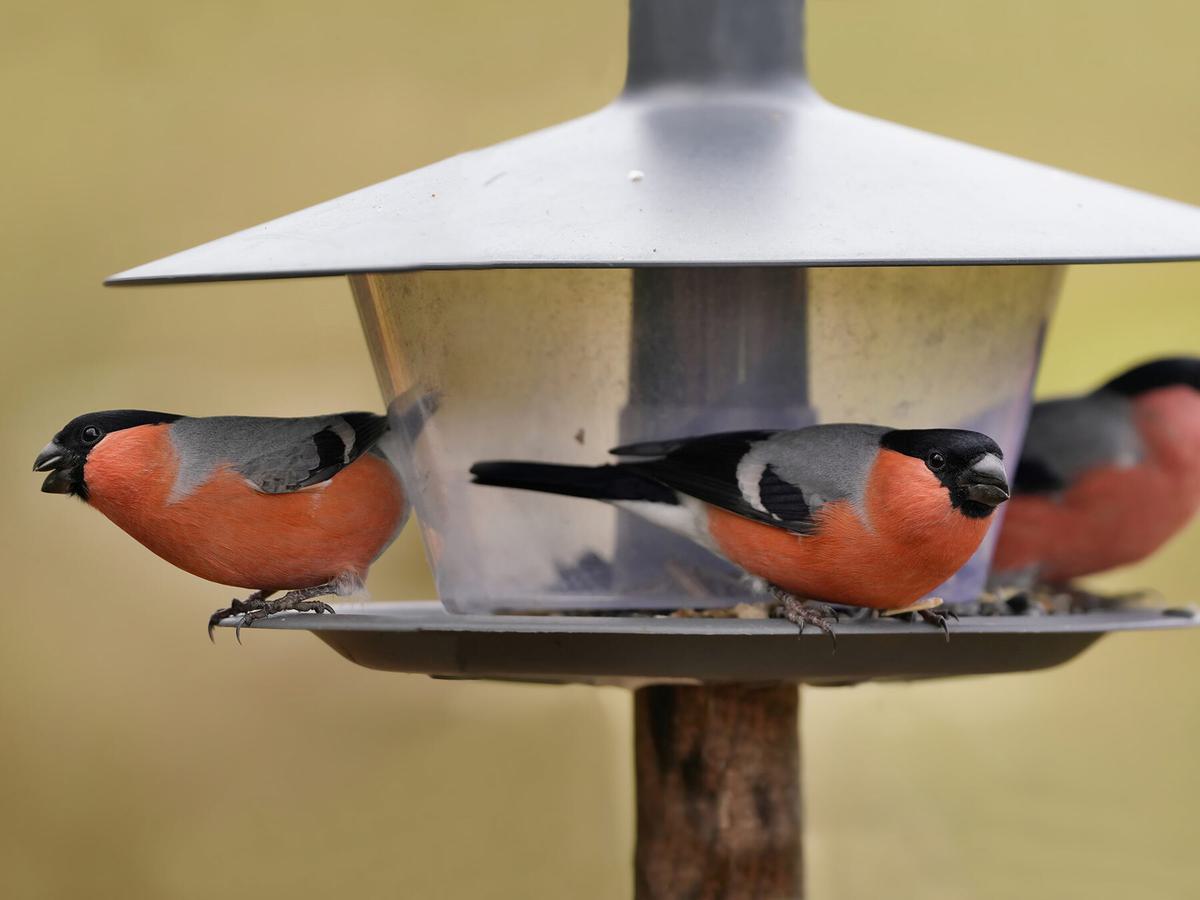 Three male bullfinches at a feeder