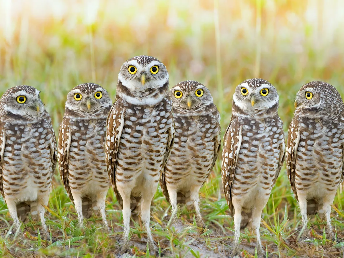 Burrowing Owl Bird Facts (Athene cunicularia) Birdfact Burrowing Owl Bird Facts (Athene cunicularia) Birdfact