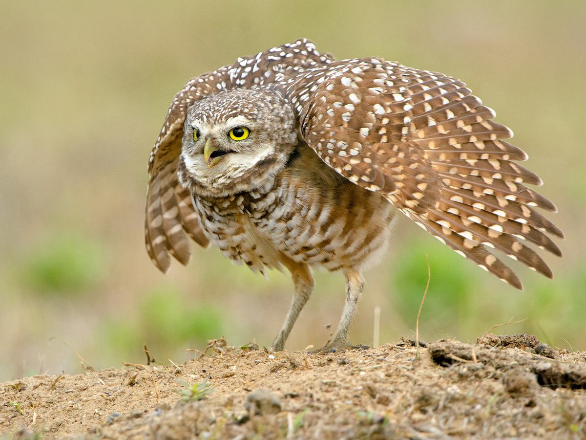 Burrowing Owl Bird Facts (Athene cunicularia) Birdfact Burrowing Owl Bird Facts (Athene cunicularia) Birdfact