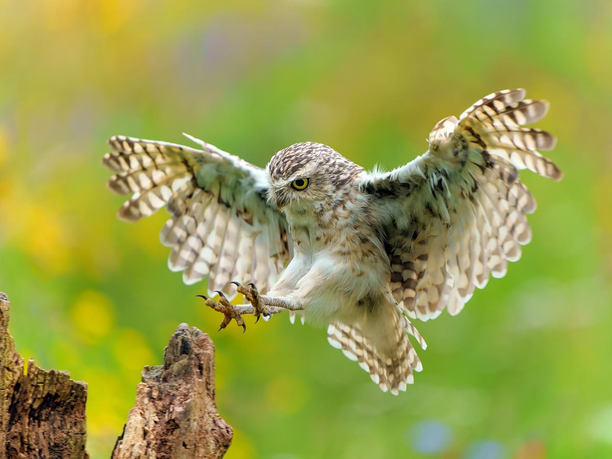 Burrowing Owl landing on a tree stump