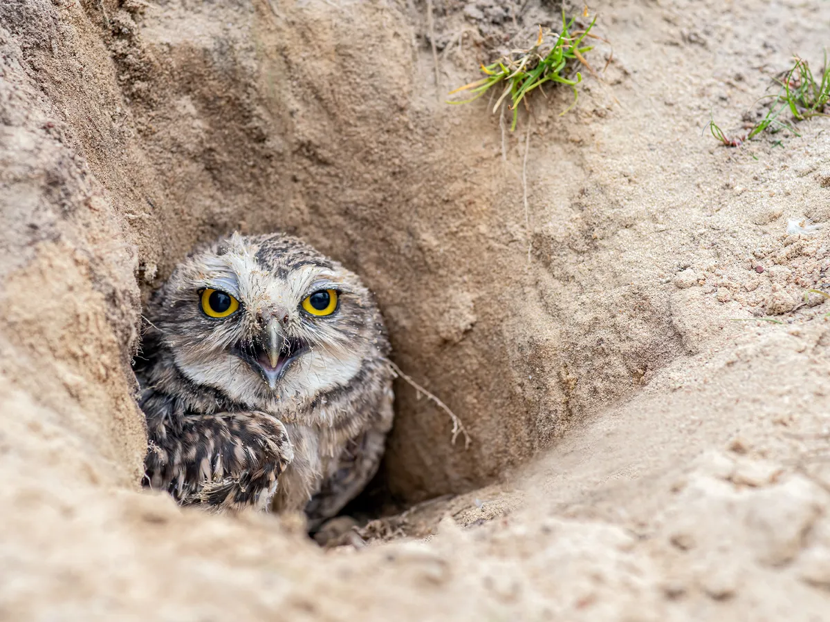 Burrowing Owl Bird Facts (Athene cunicularia) Birdfact Burrowing Owl Bird Facts (Athene cunicularia) Birdfact