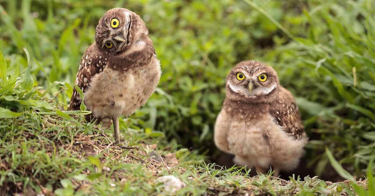 Burrowing Owl burrowing-owl