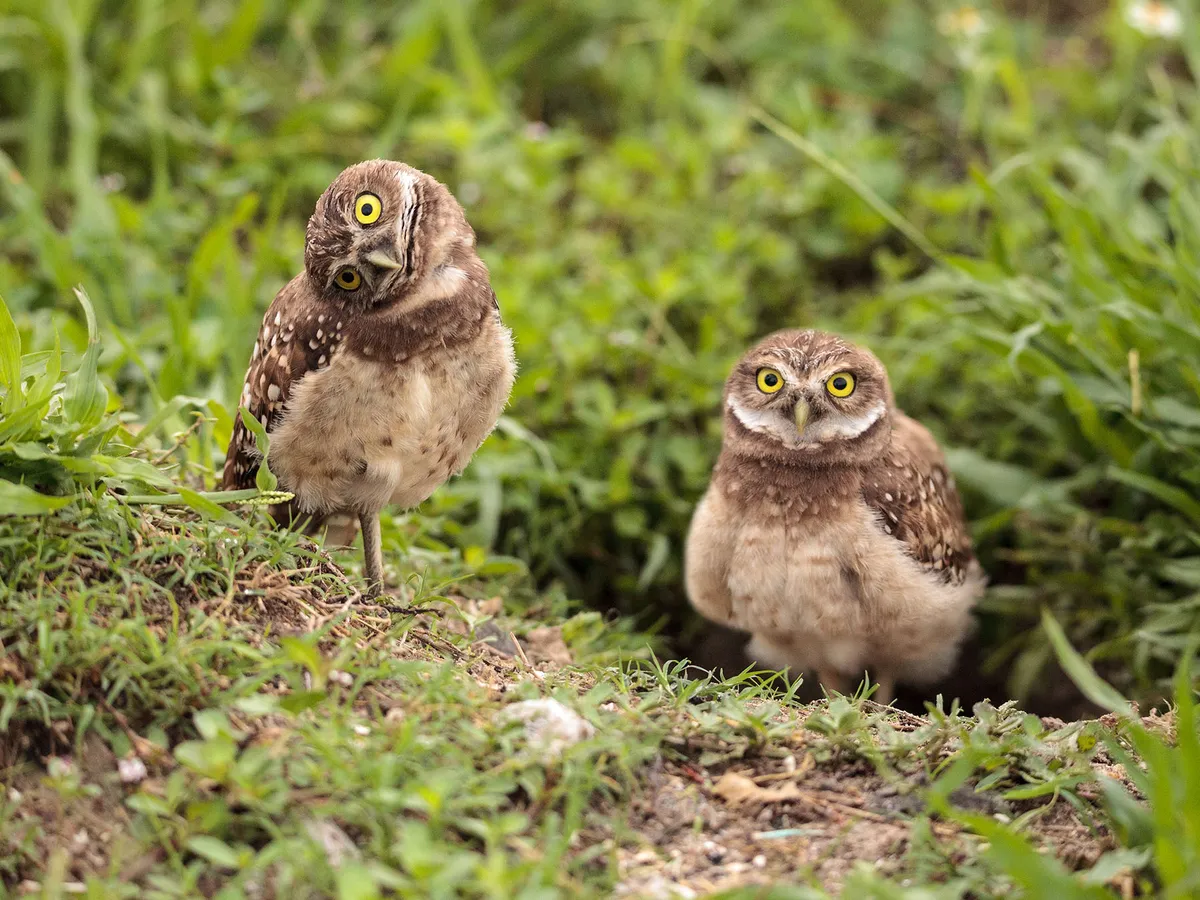 How Big Are Burrowing Owls? (Wingspan, Height + Size)