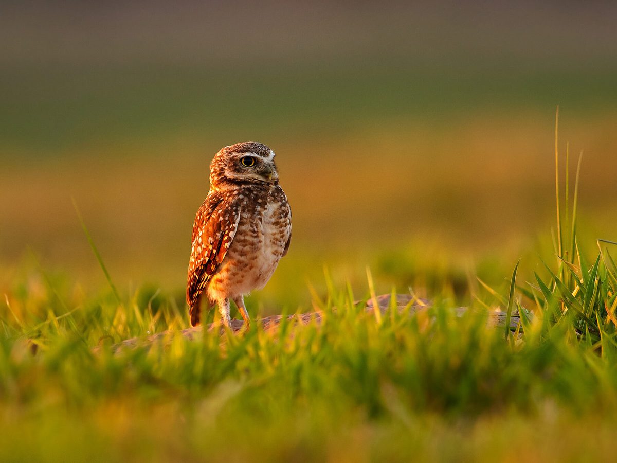 Where Do Burrowing Owls Live? (Habitat   Distribution) Birdfact Where Do Burrowing Owls Live? (Habitat   Distribution) Birdfact