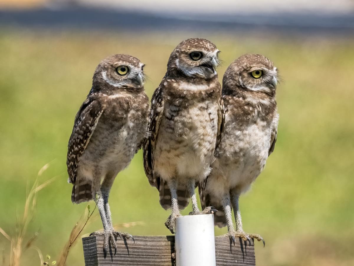 Three Burrowing Owls perching together on a post