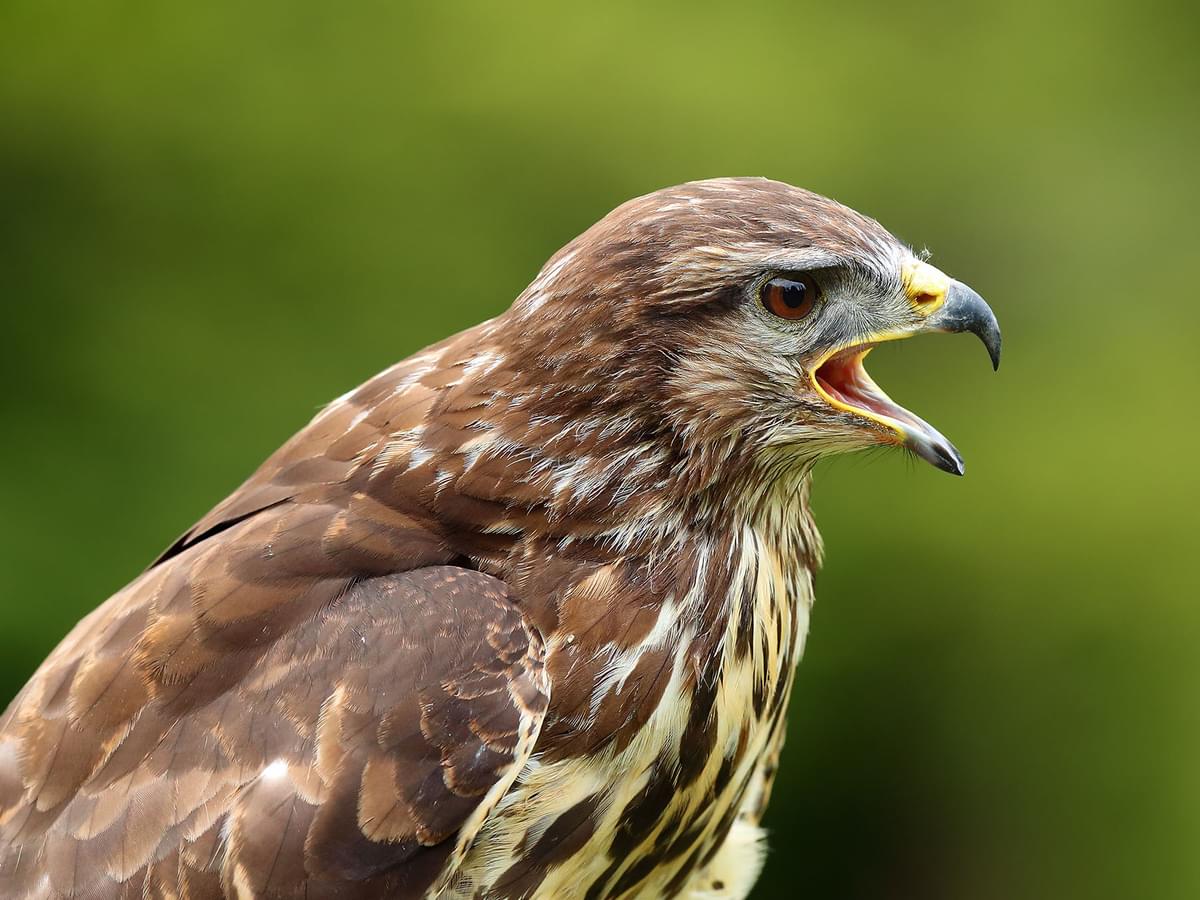 Close up of the head of a Buzzard