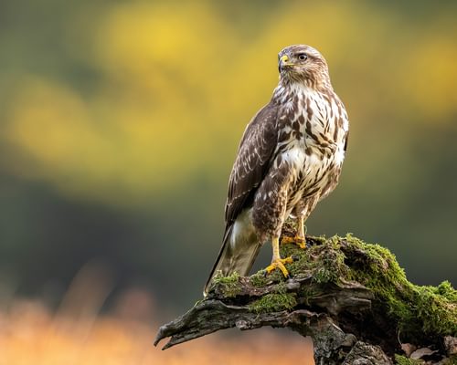 Buzzard