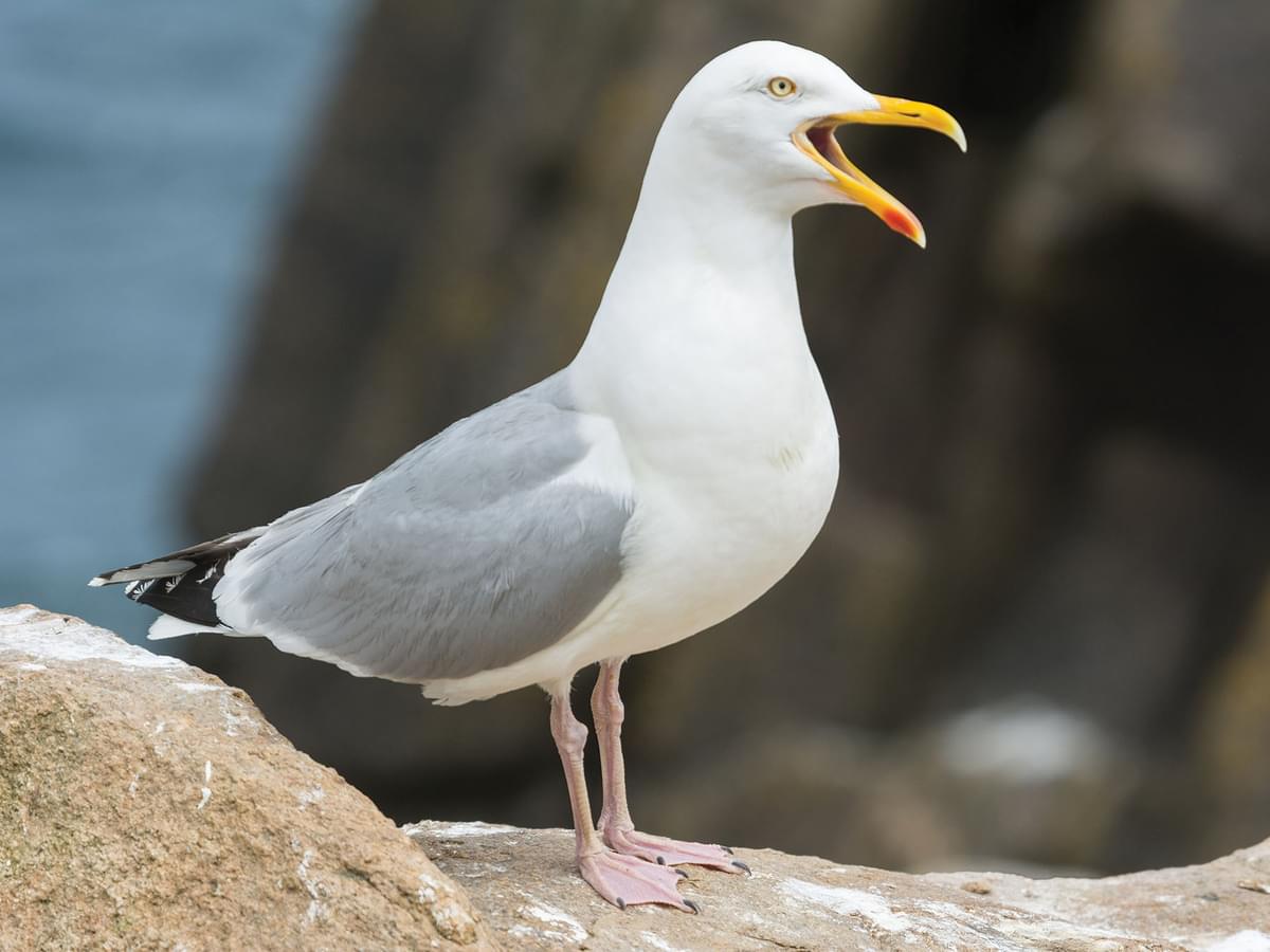 Herring Gulls are a loud gull species
